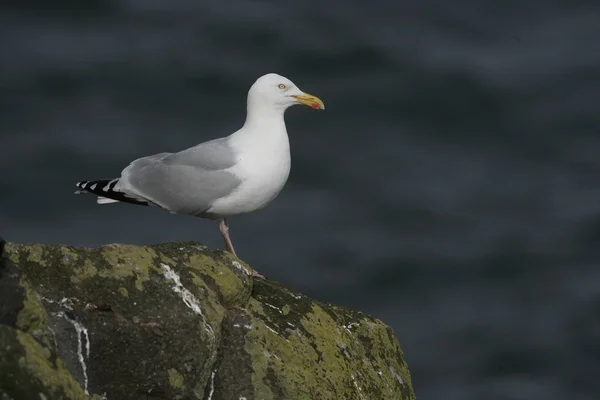 Ringa martı, Larus argentatus — Stok fotoğraf