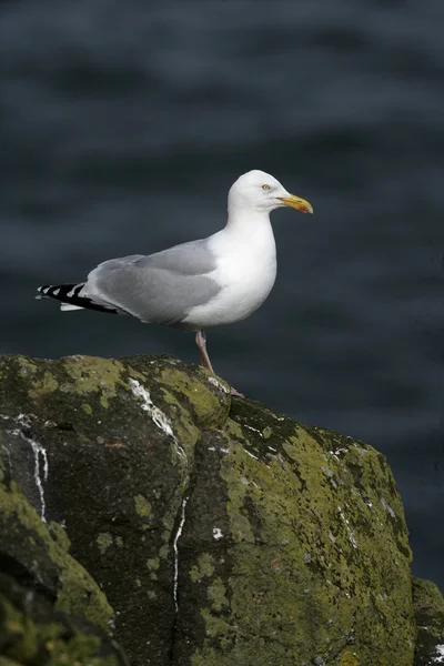 Goéland argenté, Larus argentatus — Photo