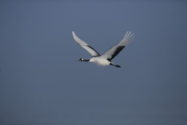 kırmızı taç veya Japon turna grus japonensis,