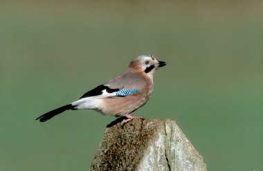 Jay, Garrulus glandarius