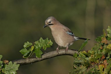 Jay, Garrulus glandarius