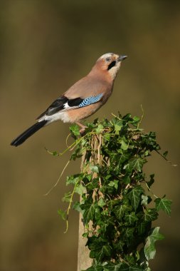 Jay, Garrulus glandarius