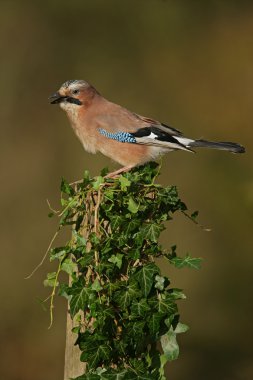 Jay, Garrulus glandarius