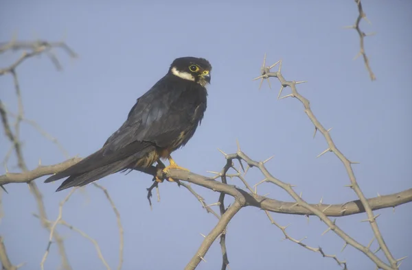 Hobby, Falco subbuteo — Stockfoto