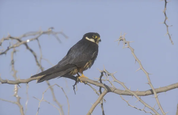 Hobby, Falco subbuteo — Photo