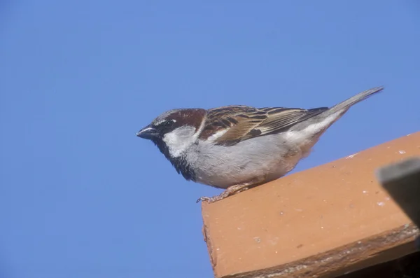 Evi sparrow, passer domesticus, — Stok fotoğraf