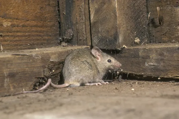 Casa Ratón, mus musculus —  Fotos de Stock