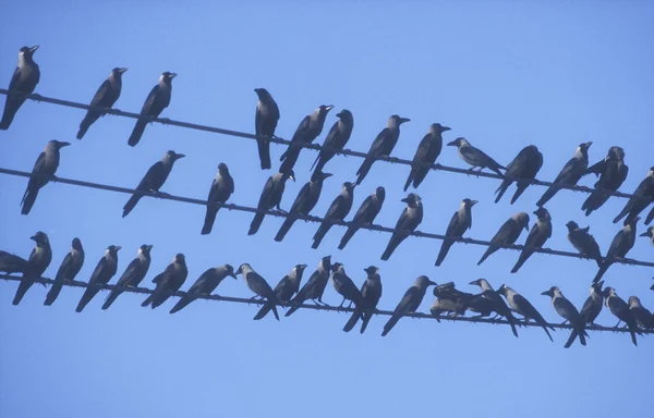 Cuervo de la casa india, Corvus splendens — Foto de Stock