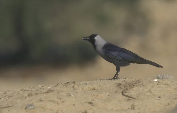 Corvo della casa indiana, Corvus splendens — Foto Stock