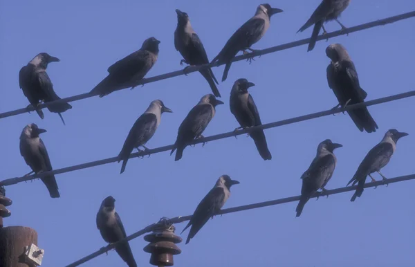 Indické krákání vrány, corvus splendens — Stock fotografie