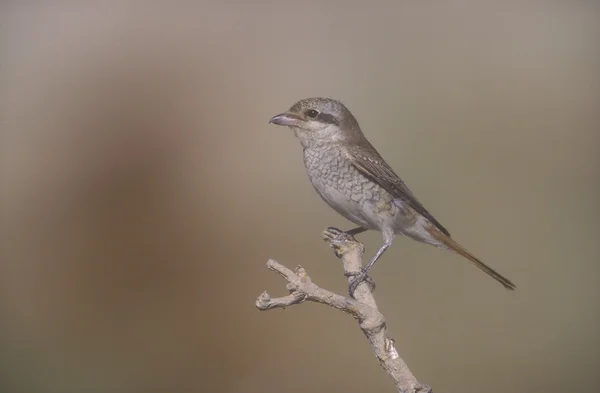 Isabelino alcaudón real, lanius cuya — Foto de Stock