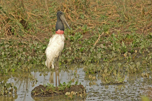 Jabiru og Jabiru mycteria - Stock-foto