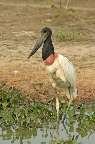 Jabiru, Jabiru mycteria — Stockfoto