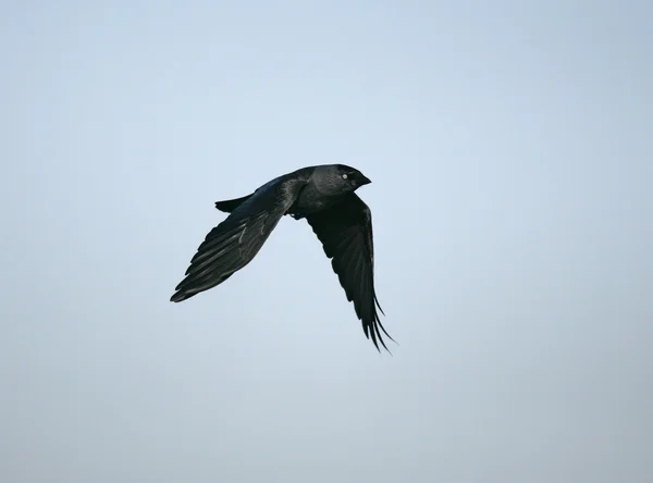 Jackdaw, Corvus monedula — Stock Photo, Image