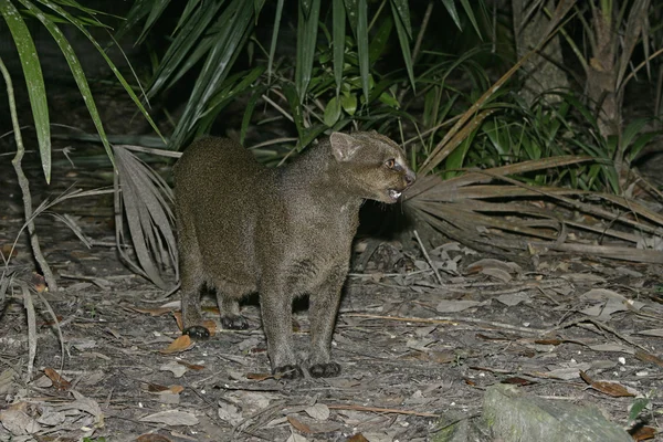 Jaguarundi, Herpailurus yaguarondi, — Zdjęcie stockowe