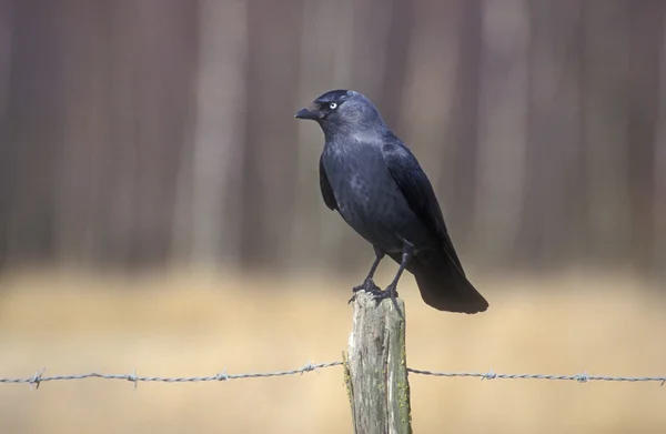 Taccola, corvus monedula — Foto Stock