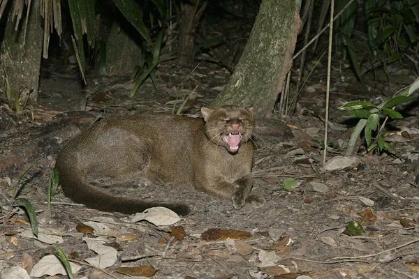 Jaguarundi, Herpailurus yaguarondi, — Zdjęcie stockowe