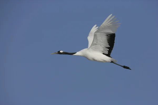 Red-crowned or Japanese crane, Grus japonensis, — Stock Photo, Image