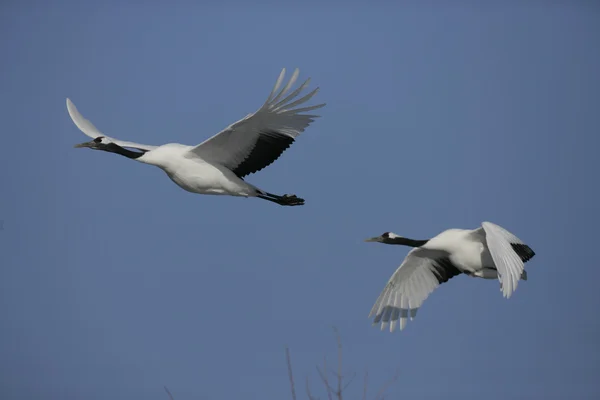 Guindaste japonês ou de coroa vermelha, Grus japonensis , — Fotografia de Stock