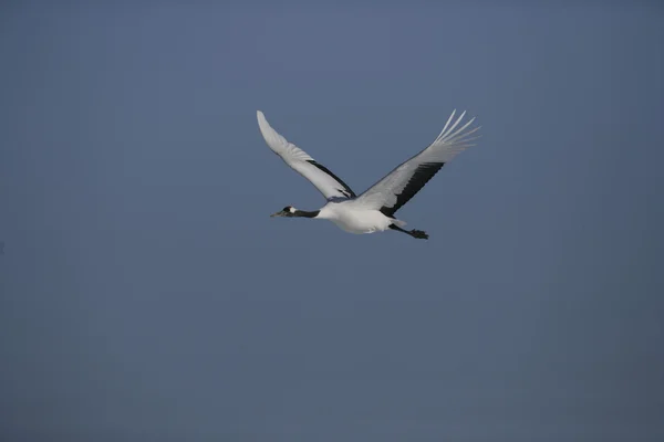 Grue à couronne rouge ou grue japonaise, Grus japonensis , — Photo