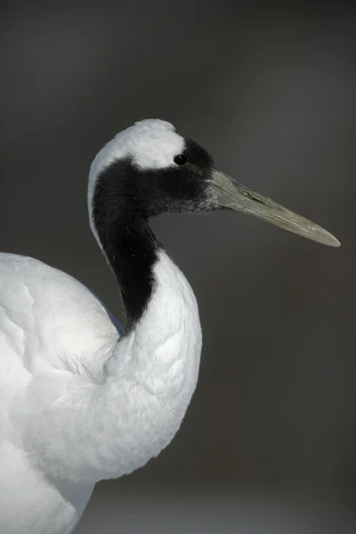 Gru a corona rossa o giapponese, Grus japonensis , — Foto Stock