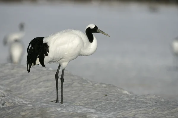 Grúa de corona roja o japonesa, Grus japonensis , —  Fotos de Stock