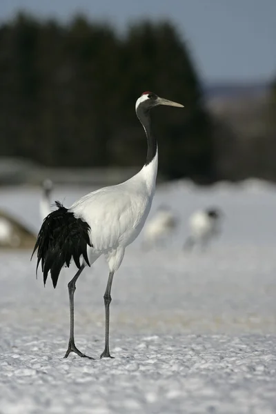 Grue à couronne rouge ou grue japonaise, Grus japonensis , — Photo