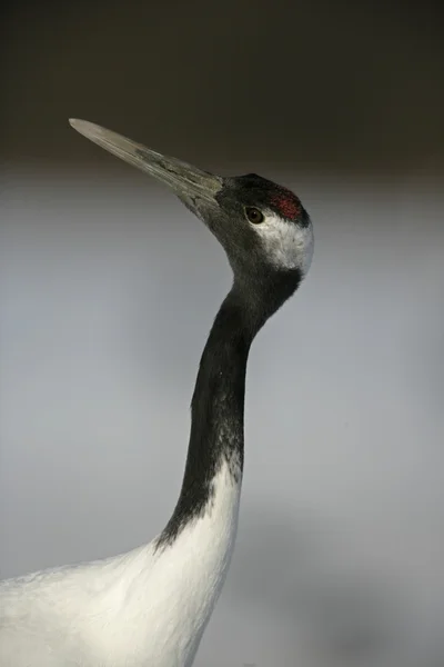 Kırmızı taç veya Japon turna grus japonensis, — Stok fotoğraf