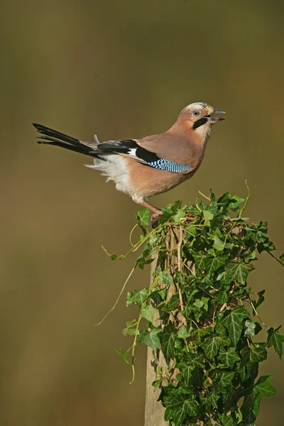 Jay, Garrulus glandarius — Stockfoto