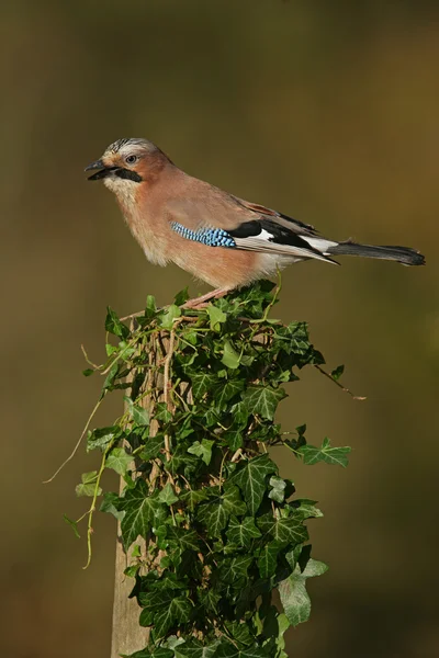 Jay, Garrulus glandarius — Stok fotoğraf