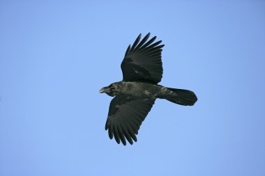 Orman karga, corvus macrorhynchos