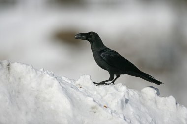 Orman karga, corvus macrorhynchos