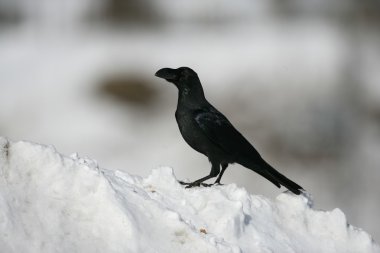 Orman karga, corvus macrorhynchos
