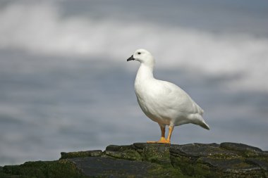 Esmer su yosunu kaz, chloephaga boş