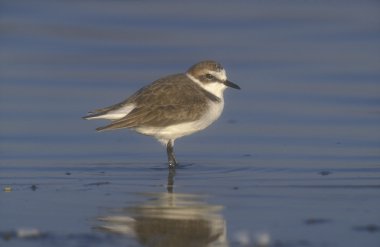 Akça cılıbıt, charadrius alexandrinus