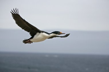 karabatak phalacrocorax atriceps albiventer Kral