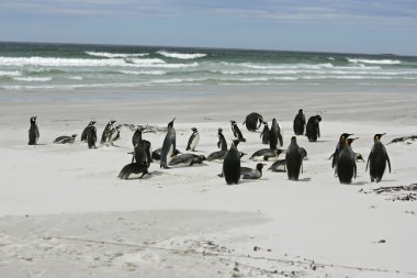 Kral penguen, aptenodytes patagonicus