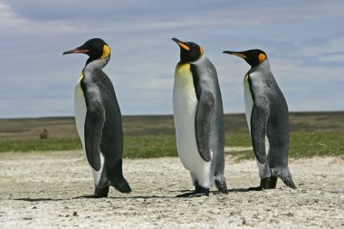 Kral penguen, aptenodytes patagonicus