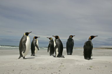 Kral penguen, aptenodytes patagonicus