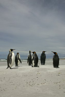 Kral penguen, aptenodytes patagonicus