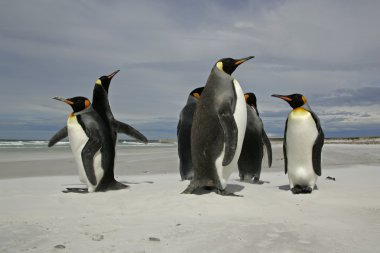 Kral penguen, aptenodytes patagonicus