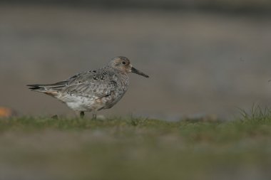 düğüm, calidris canutus