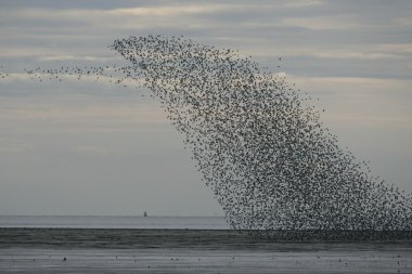 düğüm, calidris canutus