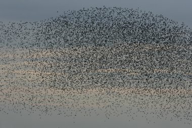 düğüm, calidris canutus