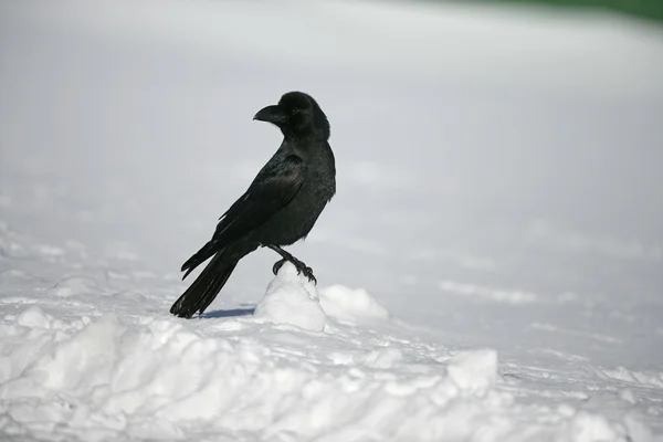 Jungle crow, Corvus macrorhynchos — Stock Photo, Image