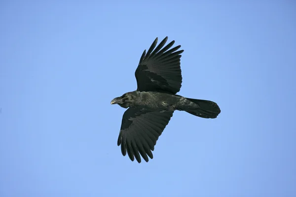 Wrona wielkodzioba, corvus macrorhynchos — Zdjęcie stockowe