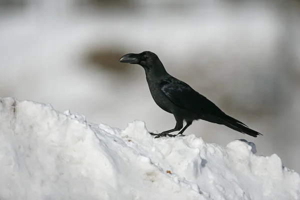 Cuervo de la selva, Corvus macrorhynchos — Foto de Stock