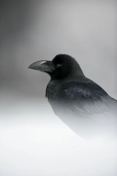 Corvo da selva, Corvus macrorhynchos — Fotografia de Stock