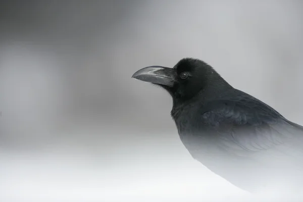 Jungle crow, Corvus macrorhynchos — Stock Photo, Image