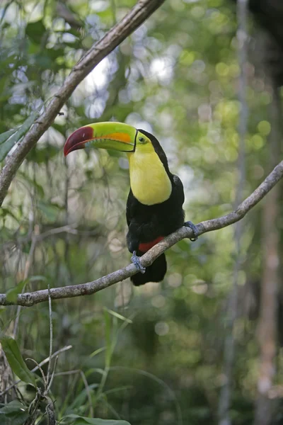 Kýl účtoval Tukan ramphastos sulfuratus — Stock fotografie